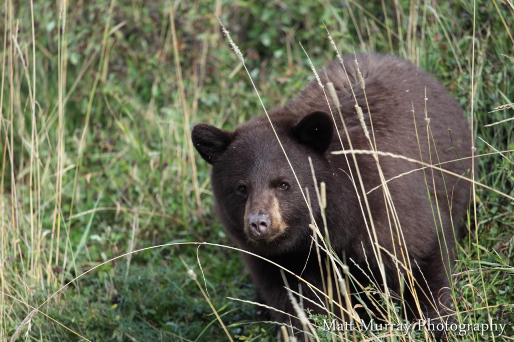 Black Bear In Whistler