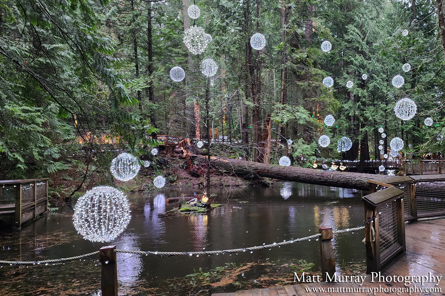 Capilano Suspension Bridge Canyon Lights Engagement Proposal Pond