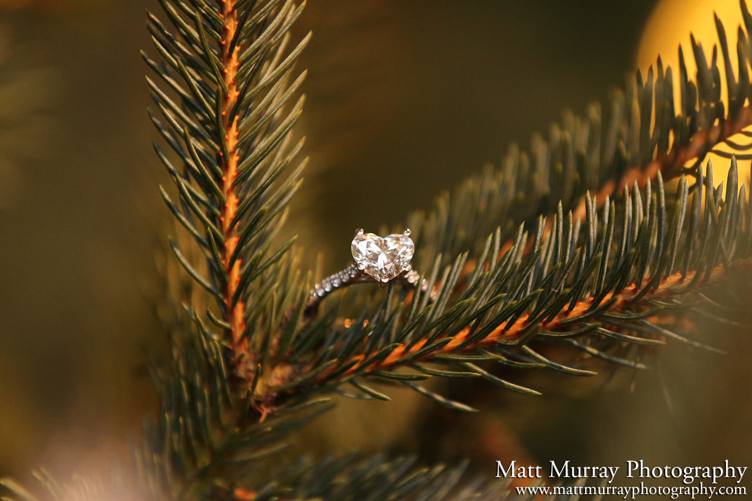 Engagement Proposal Canyon Lights Capilano Suspension Bridge Winter