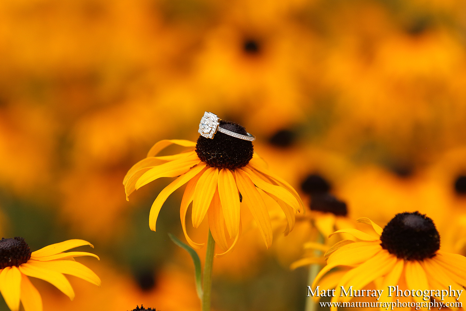 Professional Engagement Proposal Photography Service